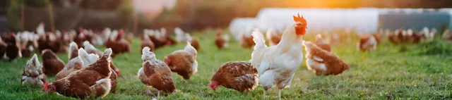 Hühner im Freiland Hühner im Freiland