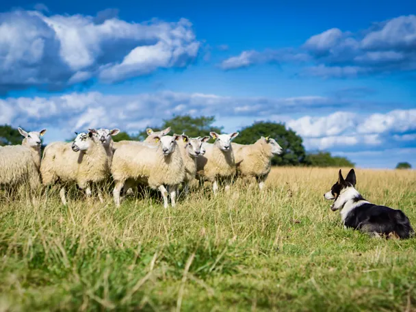 Schafe auf der Weide Schafe auf der Weide