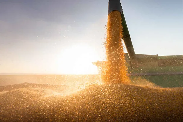 Raccolta del grano - Primo piano Scarico su rimorchio alla luce del sole Raccolta del grano - Primo piano Scarico su rimorchio alla luce del sole