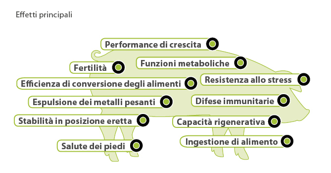 Effetti principali Effetti principali