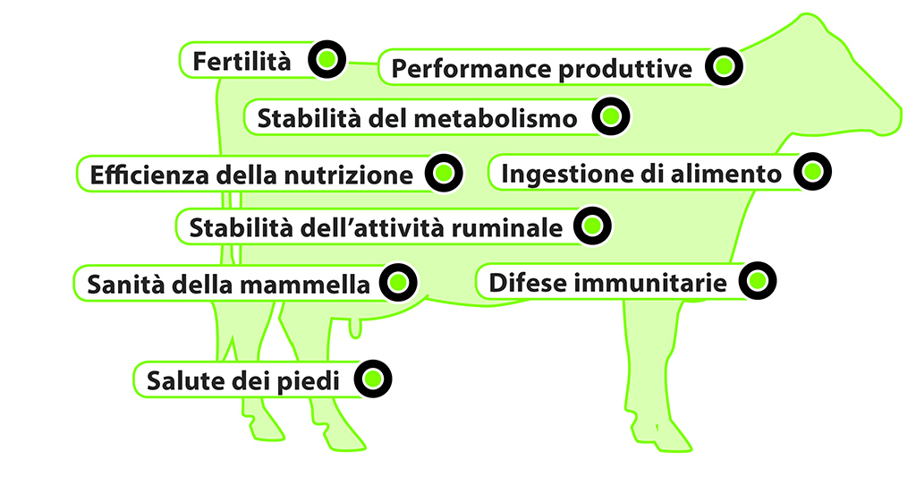AMINOTRACE per bovini AMINOTRACE per bovini