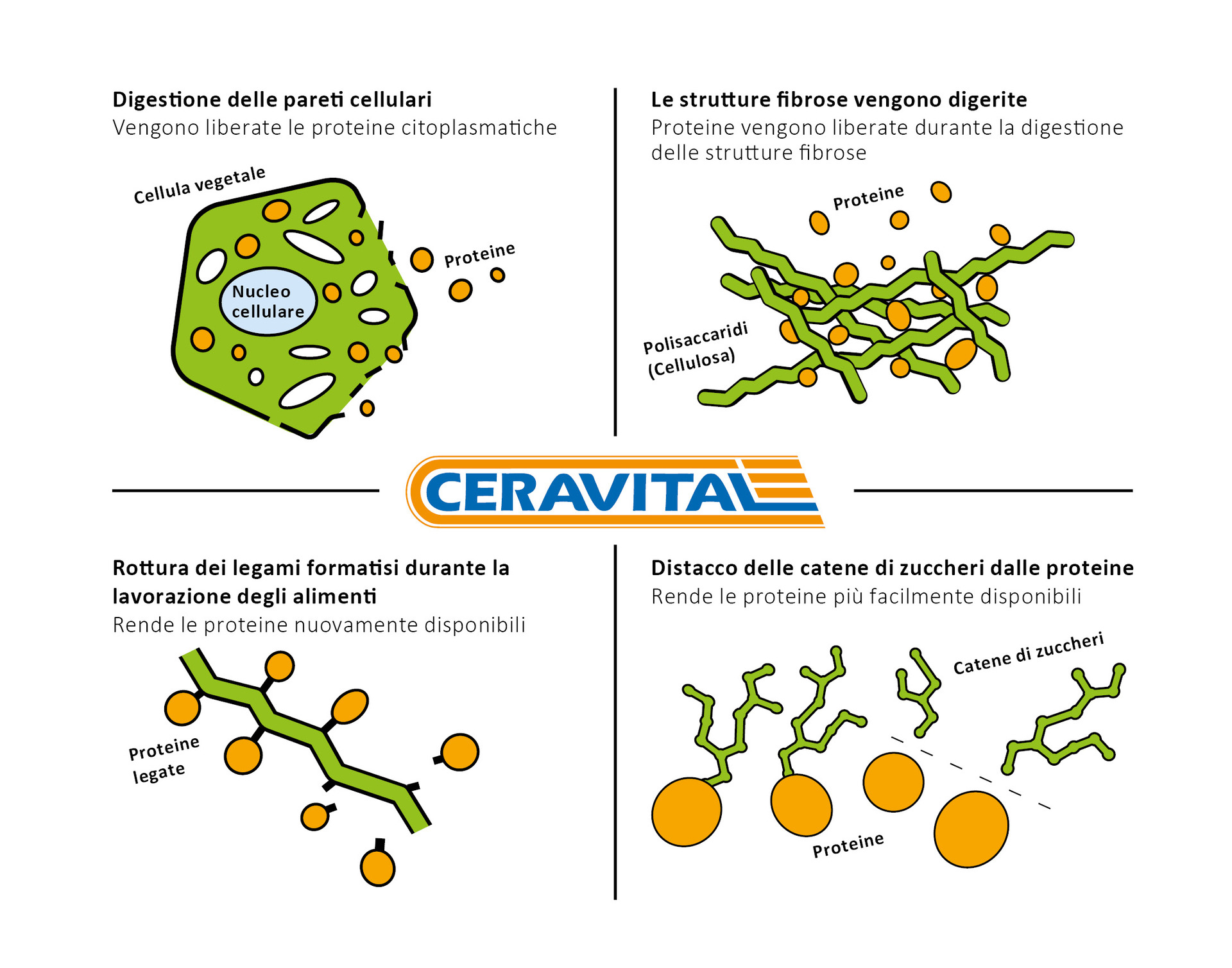 L'effetto di CERAVITAL XP L'effetto di CERAVITAL XP